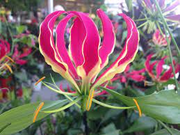 Gloriosa Superba Or A Flame Lily Expensive Flowers Amazon Flowers Gloriosa Lily