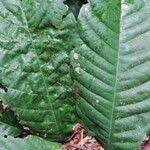 Image result for Anthonotha macrophylla