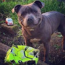 Pin By Carlos Araiz On Pibbles Funny Animals Funny Animal Pictures Cute Dogs