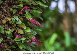 Image result for Bulbophyllum intertextum