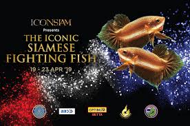 This is a selectively bred marbled betta. Iconsiam Can T Take Our Eyes Off