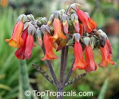 Image result for Bryophyllum tubiflorum