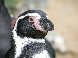 It's starts with so a penguin and a farmer walk into a bar. and ends with . Penguins In History Penguin Facts And Information