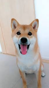 Download Tiktok To Watch Cool Videos Now Animal Puppy Entertainment Humor In 2020 Cute Baby Animals Cute Funny Animals Cute Animals