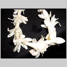 Best smelling flowers to send. Tuberose Lei Best Smelling Flowers Smelling Flowers Flower Delivery