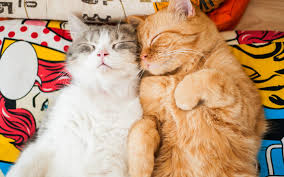 ‪Introducing Cats to Cats - American Humane Society‬‏