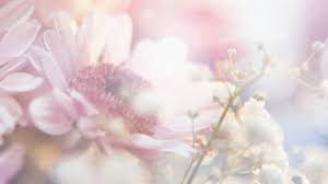 Background flower light pink colour. Light Pink Floral Wallpapers Top Free Light Pink Floral Backgrounds Wallpaperaccess