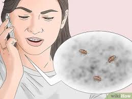 Bedbugs are active mainly at night and usually bite people while they are sleeping. 3 Ways To Get Rid Of Bed Bugs Wikihow