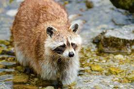 Like us, raccoons hope to beat the heat in the shade. How To Keep Raccoons Off My Deck Wildlifeshield Ca