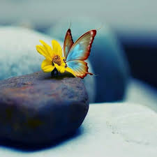 There are lots of flowers profile pictures in hd formate that you can easily share on any social media profile. Pin By Noshin On My Coliction Butterfly Pictures Butterfly Wallpaper Beautiful Butterflies