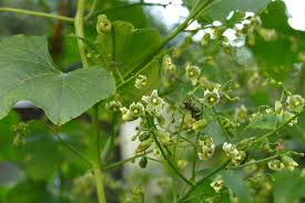 Image result for Cayaponia