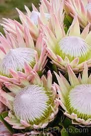Protea Cynaroides Native Garden Flowering Shrubs Protea