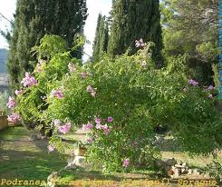 Image result for Podranea