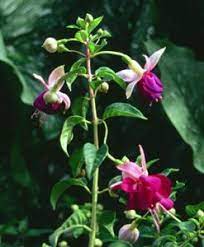Pin On Fuchsia Hardies For Pacific Nw