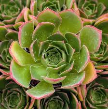 Image result for Triumfetta setulosa