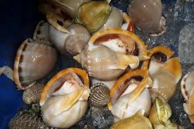 Kết quả hình ảnh cho ốc biển