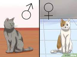 They can come into heat every two to three weeks, for seven to 10 days, beginning in early spring and winding down in late autumn as the hours of daylight decrease (a cat needs at least 12 hours of daylight for a normal cycle). How To Deal With A Female Cat In Heat 10 Steps With Pictures
