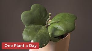 We did not find results for: Hoya Kerrii Sweetheart Hoya Houseplant Care 103 Of 365 Youtube