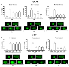 Image result for Vernonanthura polyanthes