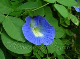 Clitoria Ternatea Butterfly Pea