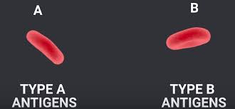 Darah yang berbeza ini mempunyai fungsi yang berbeza, dan tidak boleh disuntik sesuka hati kepada pesakit, kerana jika salah jenis darahnya, boleh membawa maut. Mengapa Darah Manusia Yang Berbeza Jenis Tidak Boleh Dicampur Iluminasi