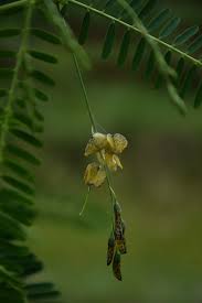 Image result for Justicia exigua