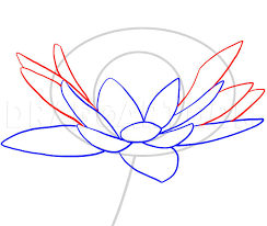 How To Draw A Water Lily Step By Step Drawing Guide By Dawn Dragoart Com Today we will draw a water lily.