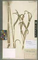 Image result for Ctenium newtonii