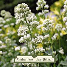 Image result for Centranthus