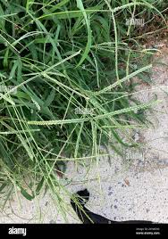 Image result for Panicum pectinellum