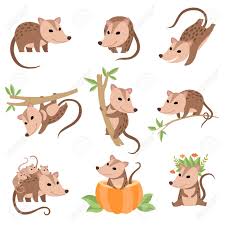 Cute Opossums Animals In Various Poses Set Adorable Wild Animals Royalty Free Cliparts Vectors And Stock Illustration Image 128163557 See if you can match them to the correct character! cute opossums animals in various poses set adorable wild animals