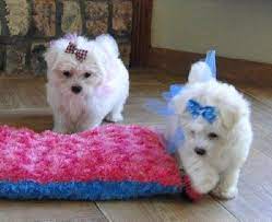 Adorable Maltese Puppies For Free Adoption Kansas City Maltese Puppy Maltese Puppies For Sale Teacup Puppies Maltese