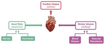 Use our online cardiac output calculator for performing fick calculation. Cardiac Output Bioninja