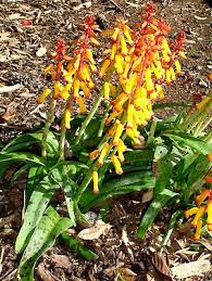 Image result for Queenslandiella