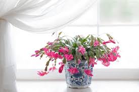 To prevent repeated outbreaks, you should treat your plant with a systemic insecticide. Are Christmas Cactus Poisonous To Dogs Vet Explains Pets