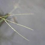 Image result for Digitaria longiflora