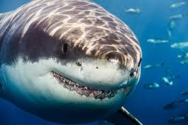 Image result for happy shark