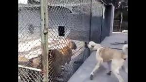 Lion And Tiger Kangal Attack Aslan Ve Kaplana Saldiran Kangal Dailymotion Hayvan Hayvanlar Akbas