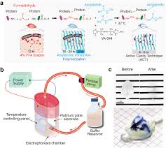 The walls of the diaphysis are composed of dense and hard compact bone. Act Presto Rapid And Consistent Tissue Clearing And Labeling Method For 3 Dimensional 3d Imaging Scientific Reports