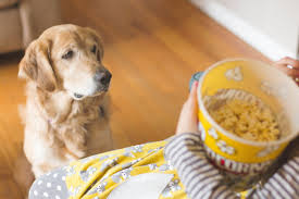 It is perfectly safe, and crickets (raised in captivity in clean conditions) are actually safe for human consumption, as well. Can Dogs Eat Popcorn