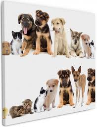 Hund schüttelt sich, lustig, wassertropfen, kleiner weißer mischling, hybrid, kleiner hund, knuffig, wuschelig, süß public domain Leinwandbild Susse Haustiere Katzen Hunde Hamster Kuken Wallario De