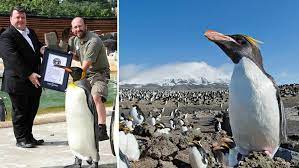 Penguins are a group of aquatic flightless birds. Penguin Awareness Day 5 Penguins That P P Picked Up A Record Guinness World Records