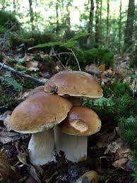 Ballades En Foret Champignons Farcis Champignon Comestible Cueillette Champignon