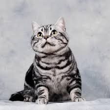 Search for text in self post contents. ç¾Žå›½çŸ­æ¯›çŒ« ä½ å®¶çš„é•¿ä»€ä¹ˆæ ·å­å'¢ ç¾ŽçŸ­èªæ˜Žæ¸©é¡º æ–°é—» å–µåŠ ç¾Žå›½åŽäººè®ºå›