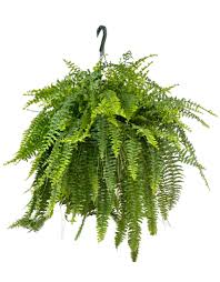 Image result for Nephrolepis