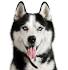 Siberian Husky Puppy for sale by owner - Puppies for Sale ...