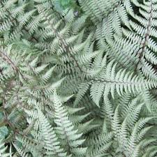 Image result for Athyrium
