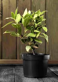 Purchase a bay tree seedling or take cuttings. Bay Leaf Plants How To Grow And Care For Bay Laurel