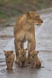 Pin By Travel Nerd Nici On Mommy Animals Wild Animals Beautiful Animals