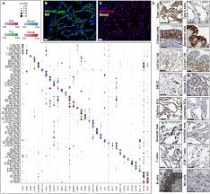 World malaria day april 25. Cross Species Cell Atlas Representation A The Species Split Dotplot Download Scientific Diagram